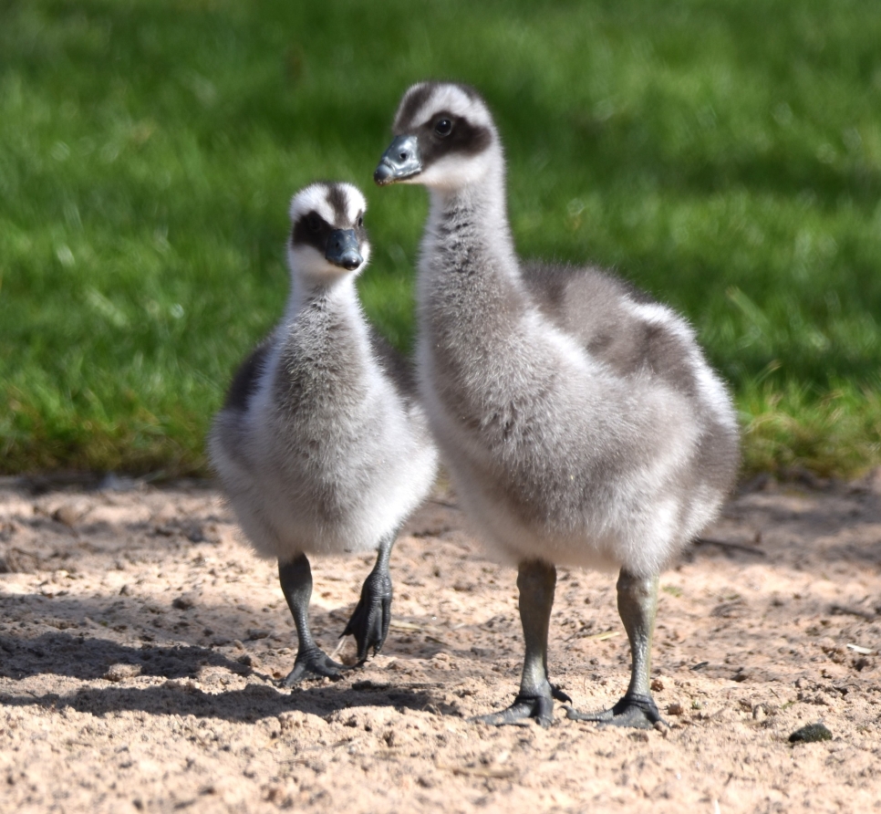 Cape Barren Cuteness as three goslings hatch at WWT Martin Mere